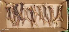 Roe Deer Antlers Natural