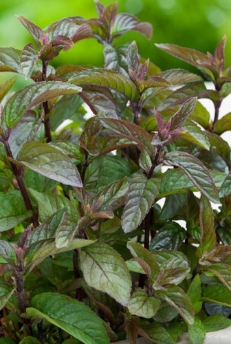 Chocolate mint herb 9cm - chocolate, pot