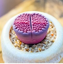 1-1.5cm 1-5PCS Live Lithops Hallii Purple Beautiful Garden Outdoor Rare Planting