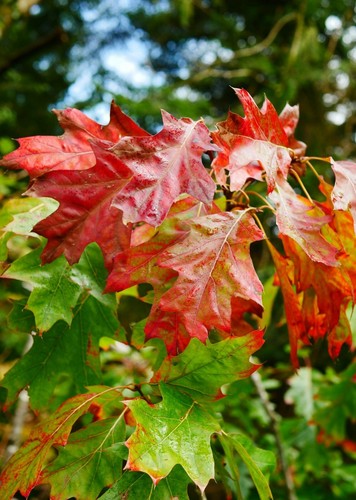 Red oak trees - oak,