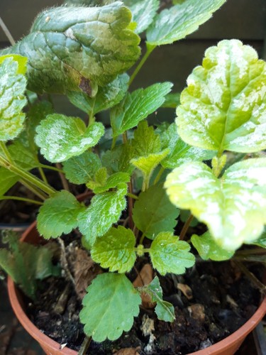 Yellow archangel lamiastrum - yellow,