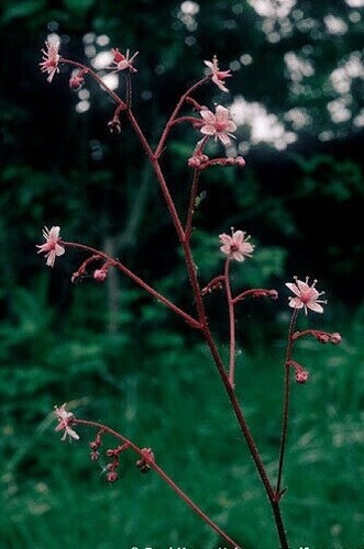 Saxifraga - (london, group)