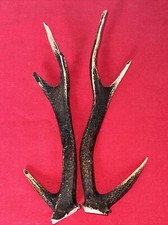 PAIR OF SIKA DEER ANTLERS