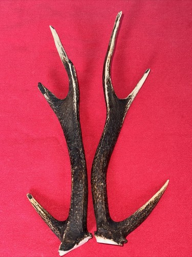Pair sika deer antlers - pair,