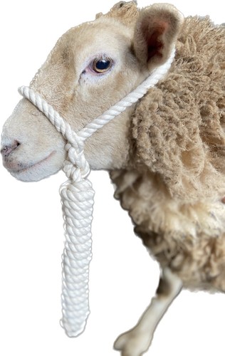 Sheep cotton rope halter white - sheep,