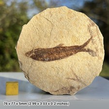 Fish fossil - eocene period, united states