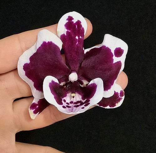 Phalaenopsis untold stories - phalaenopsis, "untold