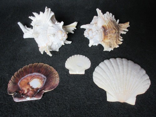Collection shells 2 - collection, shells,