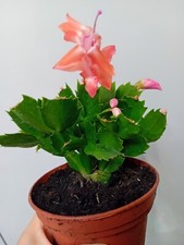 1 X Pink Peach Christmas cactus. SCHLUMBERGERA. House Plants. 9cm Pot.