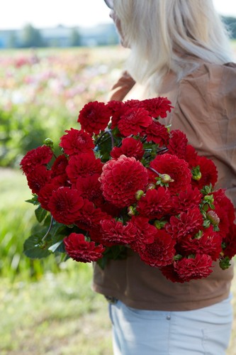 Dahlia tuber red - tuber, deep