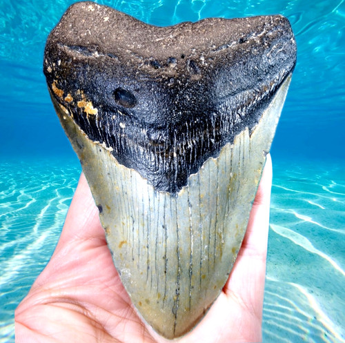 Huge thick megalodon - huge,