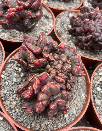 Cactus euphorbia monstrose - 1p,