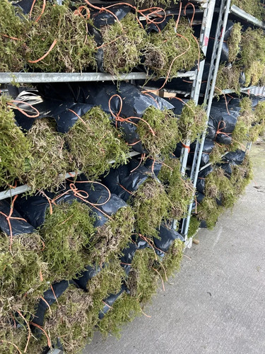Fresh welsh sphagnum - fresh,