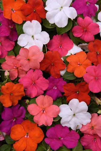 Busy lizzie impatiens beacon - busy,