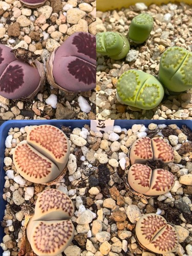 Mixed lithops julii succulent - julii,