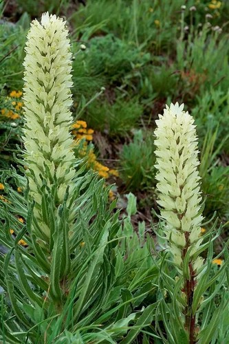 Campanula thyrsoides seeds - 50,