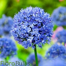 Allium Azureum 'Caerulium' Bulbs | Spring flowering bulbs, plants perennials