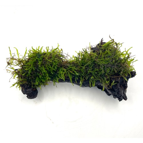 Java moss bogwood 20cm - on, 15-20cm
