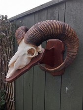 Taxidermy Domestic Rams Horns