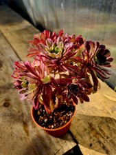 Aeonium Fendai STEM CUTTING |