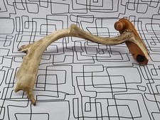 4 Point Stag Deer Antler Wall