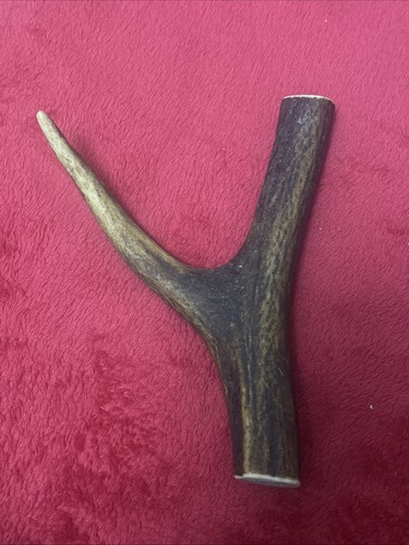 One piece deer antler - of, y