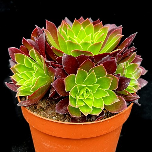 Large aeonium phoenix flame - large,