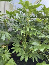 Fatsia japonica extra large - japonica,