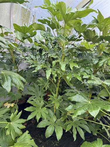 Fatsia japonica extra large - fatsia,