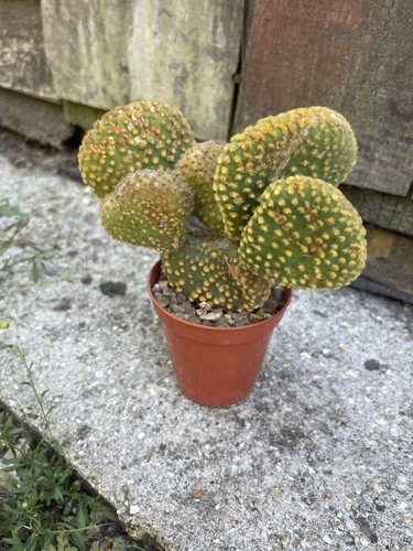 Opuntia microdasys cristata - microdasys,