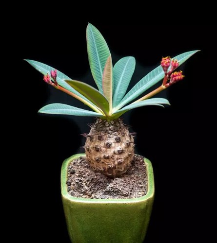 Rare euphorbia pachypodioides - rare,