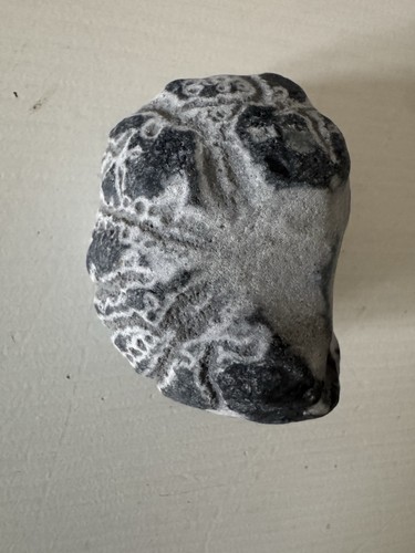 Echinoid sea urchin fossil - echinoid,