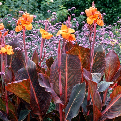 Canna tropicanna deciduous - tropicanna, |