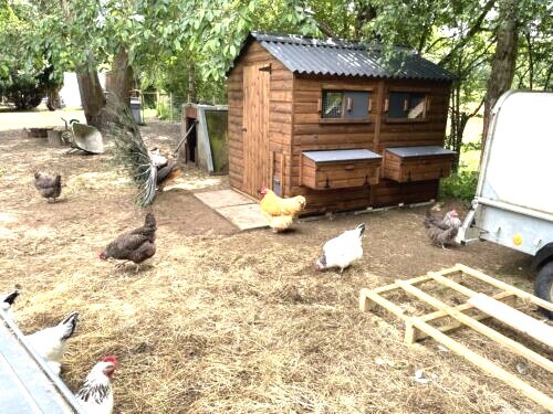 Rowton apex poultry - rowton,