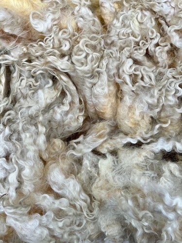 Raw cotswold unwashed sheep - cotswold,