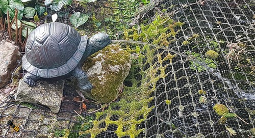 Pond spitter tortoise garden - pond,