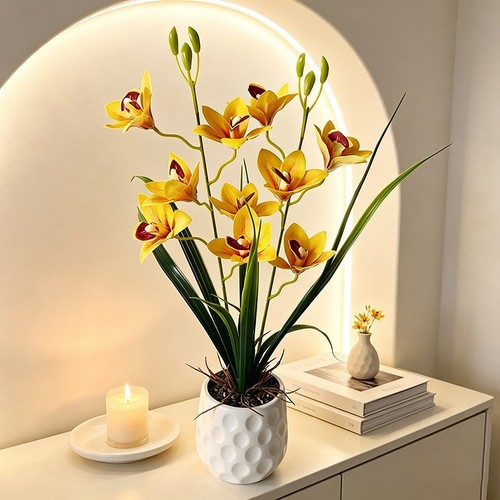 Cymbidium orchid plant - cymbidium,