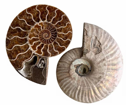 Polished ammonite fossil pair - ammonite,
