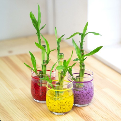 Lucky bamboo ribbon - 1, plant