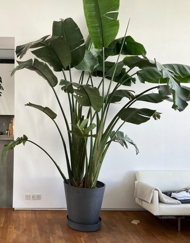 Giant white bird - bird, paradise