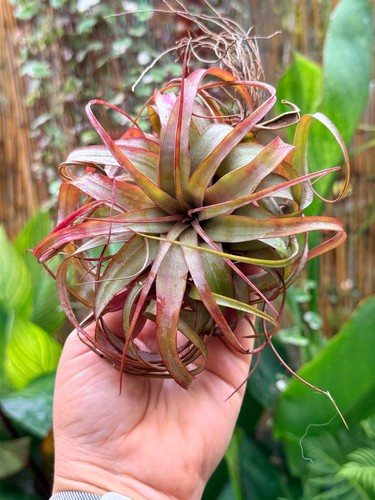 Rare tillandsia eric - tillandsia, knobloch
