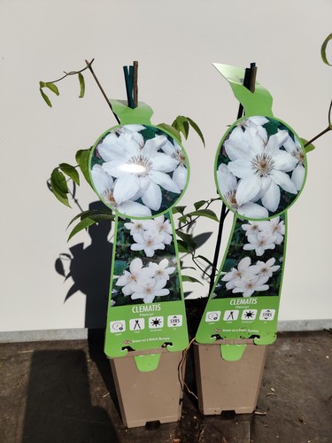Clematis henryi 9cm white - 2, x