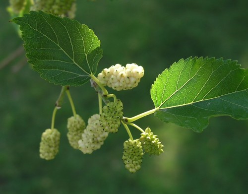 Wonderful edible white - wonderful,