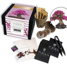 Chinese Redbud Bonsai Growing