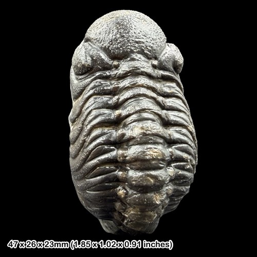 Phacops trilobite fossil - trilobite, a