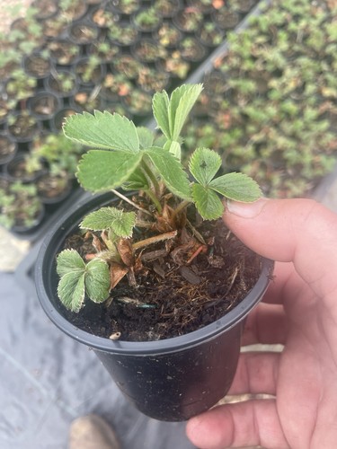 Strawberry plants cambridge - strawberry,