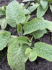 Comfrey Plants 5 Pack Bare