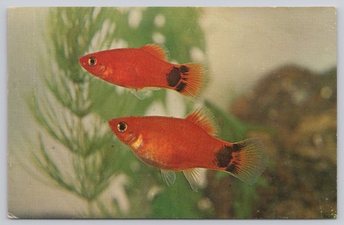 1962 red moon platy - moon,