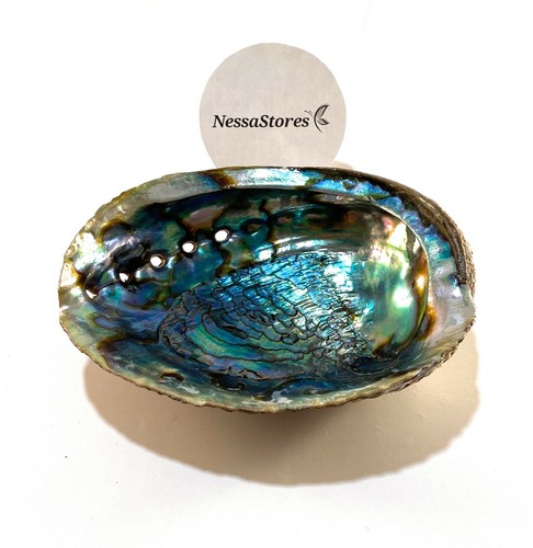 Green abalone sea - abalone, one