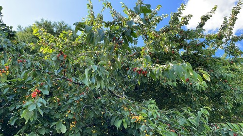 Cherry tree sapling prunus - tree,